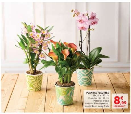 Plantes Fleuries