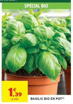 BASILIC BIO EN POT
