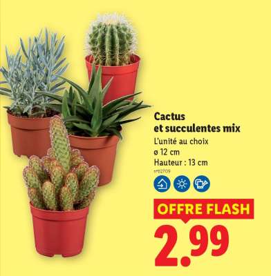 Cactus et succulentes mix