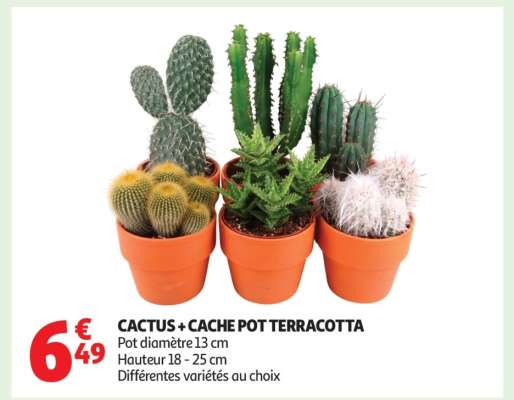 CACTUS + CACHE POT TERRACOTTA