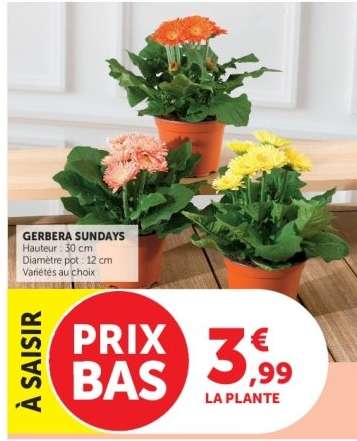 GERBERA SUNDAYS