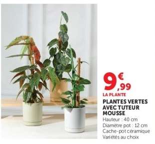 PLANTES VERTES AVEC TUTEUR MOUSSE