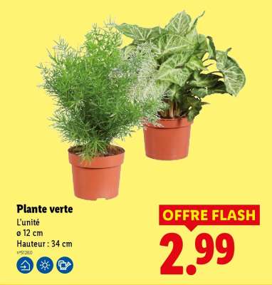Plante verte