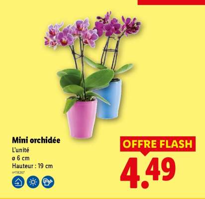 Mini orchidée