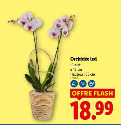Orchidée led