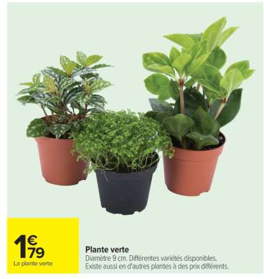 Plante verte