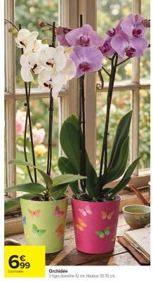 Orchidée