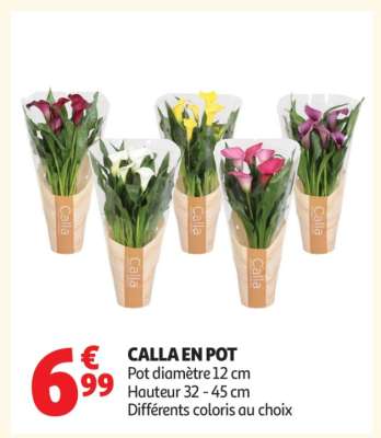 CALLA EN POT