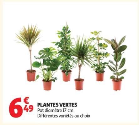Plantes Vertes