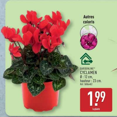 Cyclamen