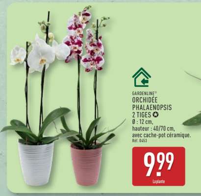 GARDENLINE ORCHIDÉE PHALAENOPSIS 2 TIGES