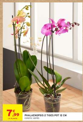 PHALAENOPSIS 2 TIGES POT 12 CM