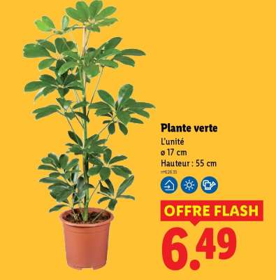 Plante verte