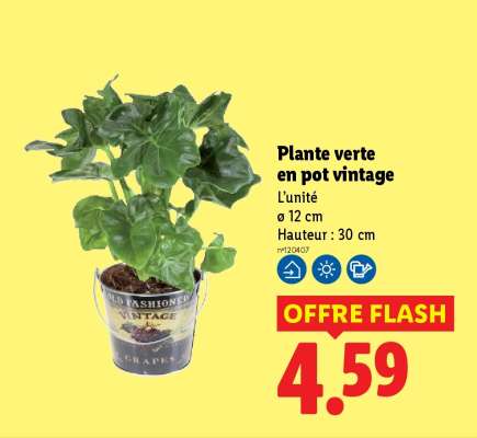 Plante verte en pot vintage