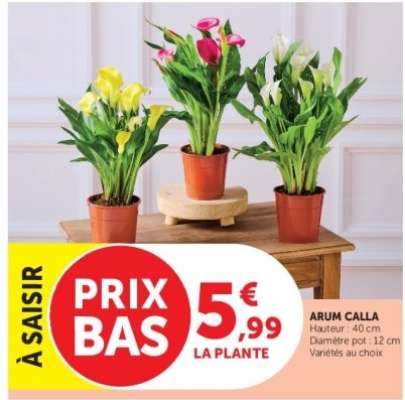 ARUM CALLA