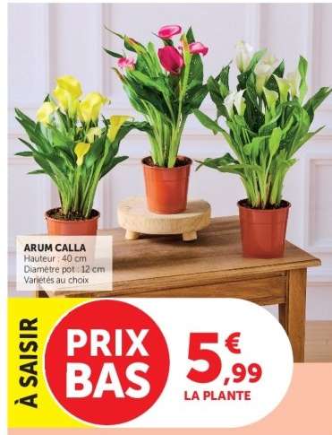 ARUM CALLA