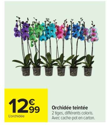 Orchidée teintée