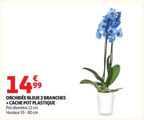 ORCHIDÉE BLEUE 2 BRANCHES + CACHE POT PLASTIQUE