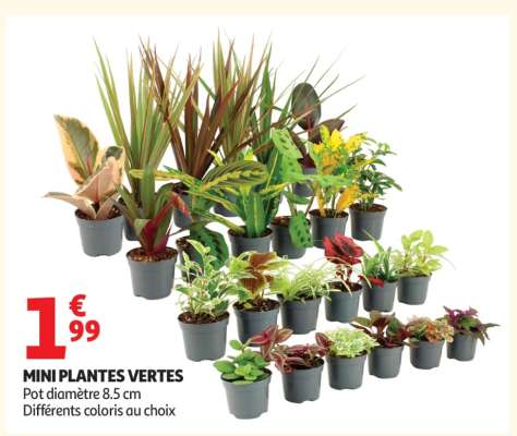 Mini Plantes Vertes