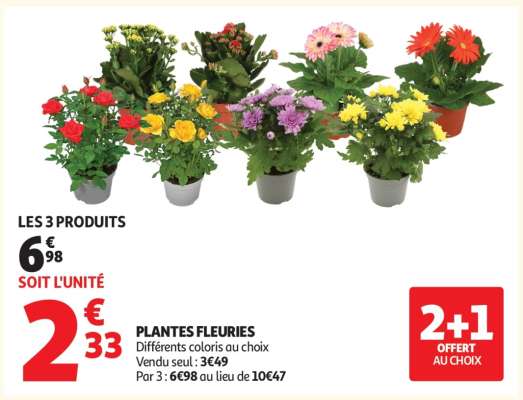 Plantes Fleuries