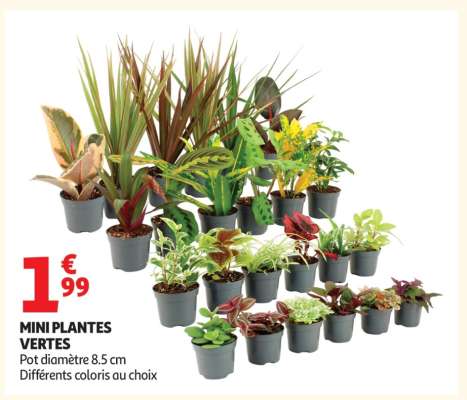 Mini Plantes Vertes