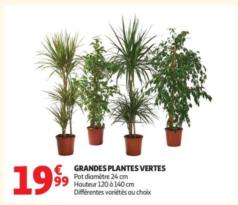Grandes Plantes Vertes