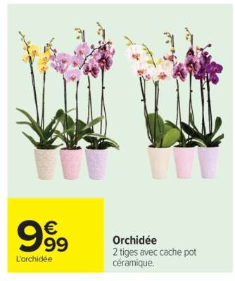 Orchidée
