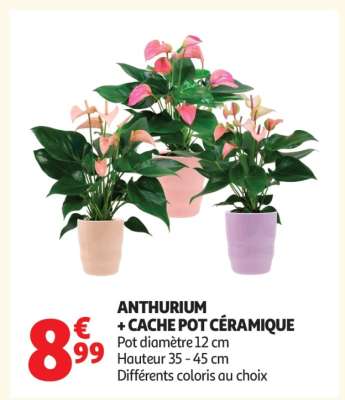 Anthurium + Cache Pot Céramique