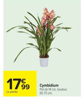 Cymbidium