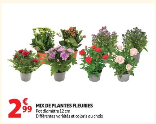 MIX DE PLANTES FLEURIES