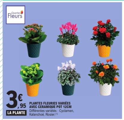 PLANTES FLEURIES VARIÉES AVEC CERAMIQUE POT 12CM