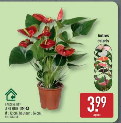 Anthurium