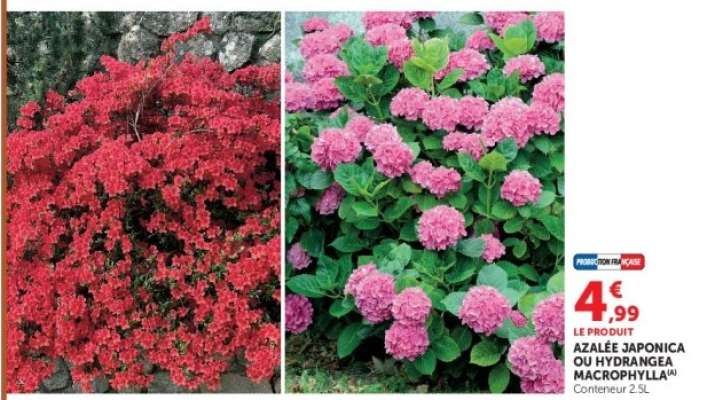 AZALÉE JAPONICA OU HYDRANGEA MACROPHYLLA