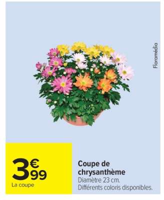 Coupe de chrysanthème