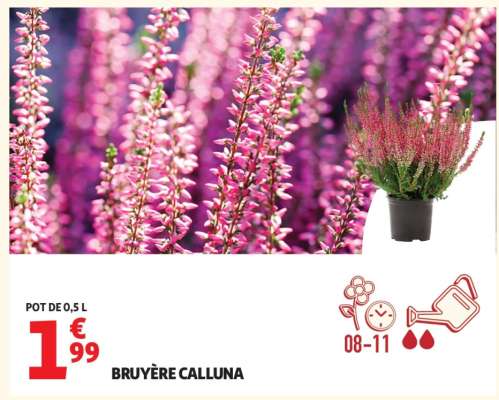 Bruyère Calluna