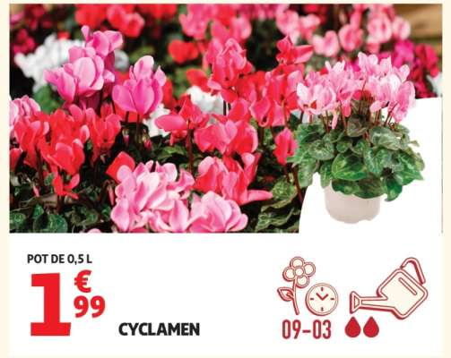 Cyclamen