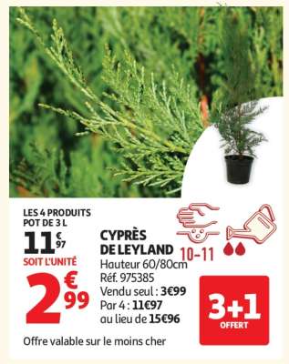 Cyprès De Leyland