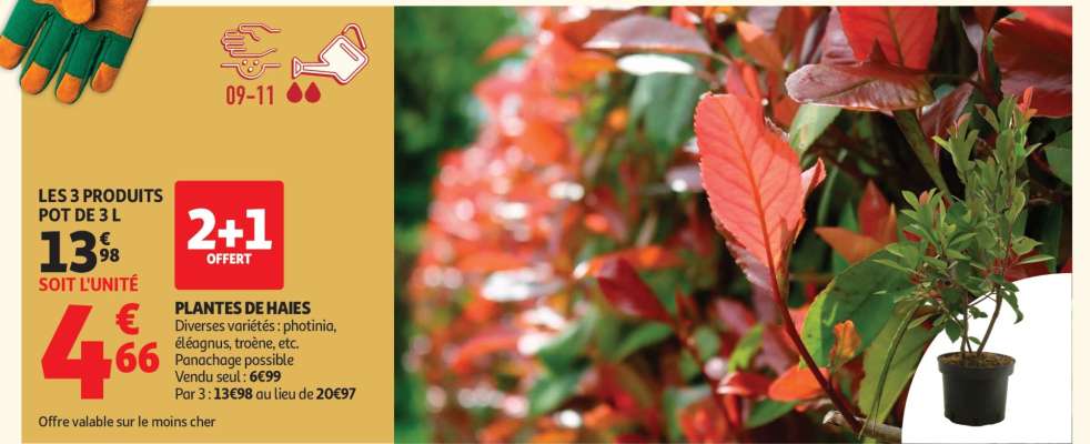 Plantes De Haies