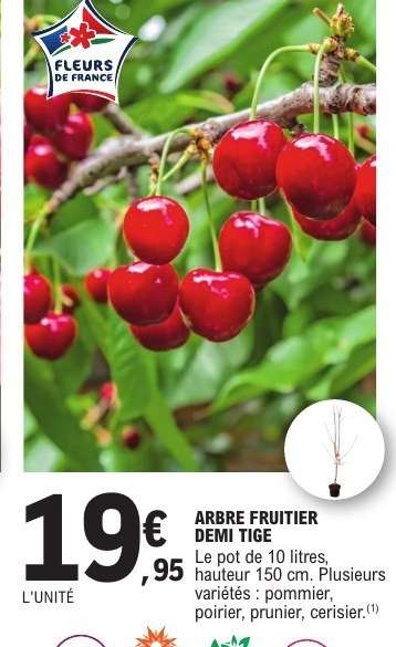 ARBRE FRUITIER DEMI-TIGE
