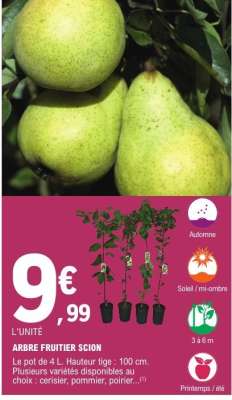ARBRE FRUITIER SCION
