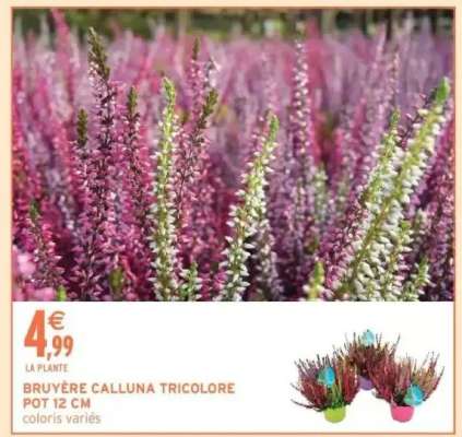 BRUYÈRE CALLUNA TRICOLORE
