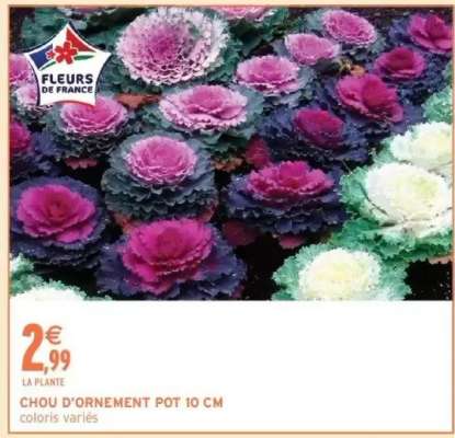 CHOU D'ORNEMENT POT 10 CM