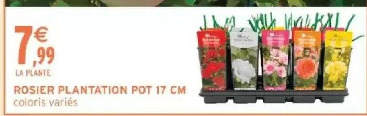 ROSIER PLANTATION POT 17 CM