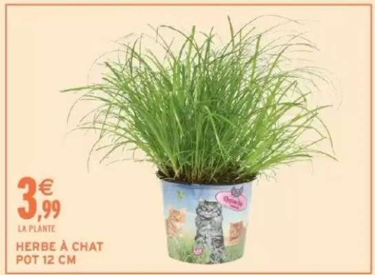HERBE À CHAT