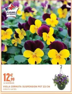 VIOLA CORNUTA SUSPENSION POT 23 CM