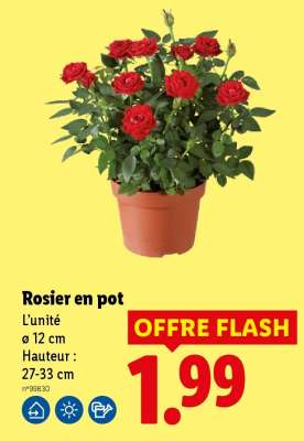Rosier en pot