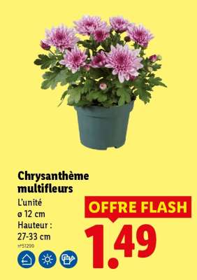 Chrysanthème multifleurs