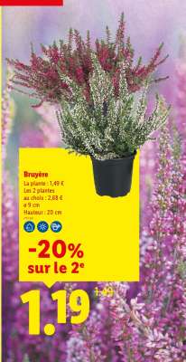 Bruyère