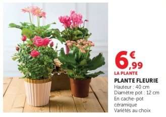Plante fleurie