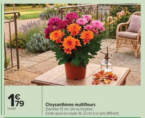 Chrysanthème multifleurs